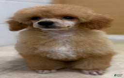 Miniature Poodle dogs for sale: Oliver - Image 3