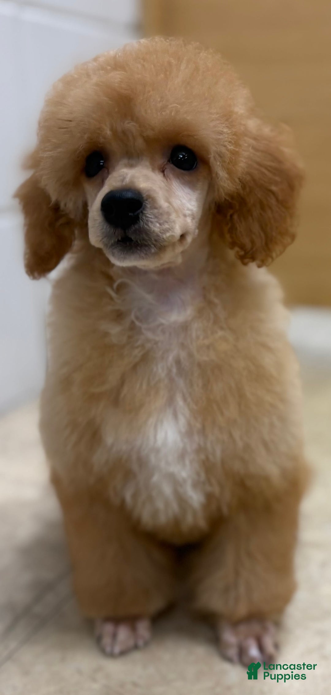 Miniature Poodle dogs for sale: Oliver - Image 3