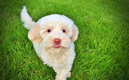 Havapoo dogs for sale: Valentino - Image 1