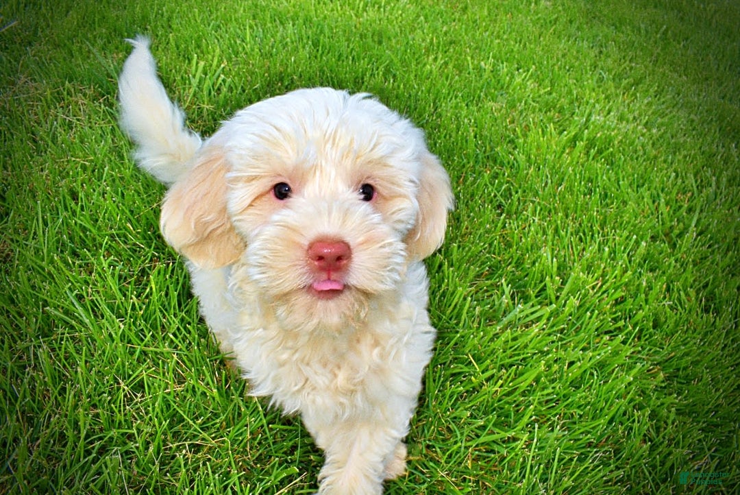 Havapoo dogs for sale: Valentino - Image 1
