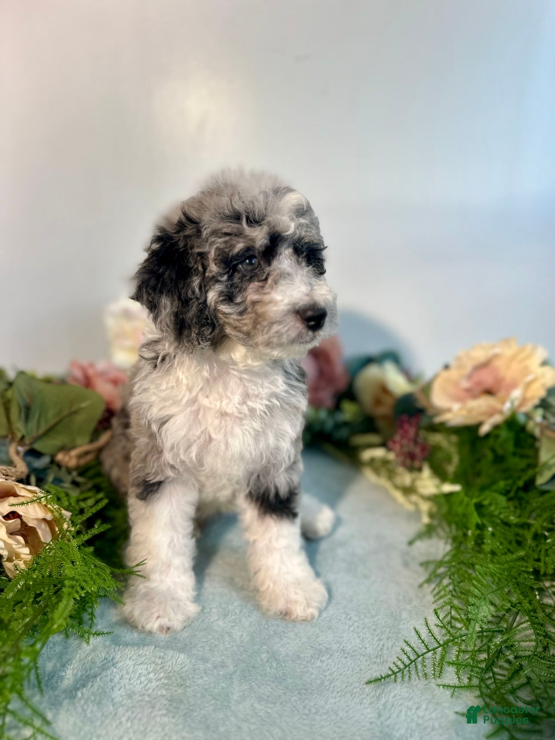 Mini Bernedoodle dogs for sale: Jewel - Image 11