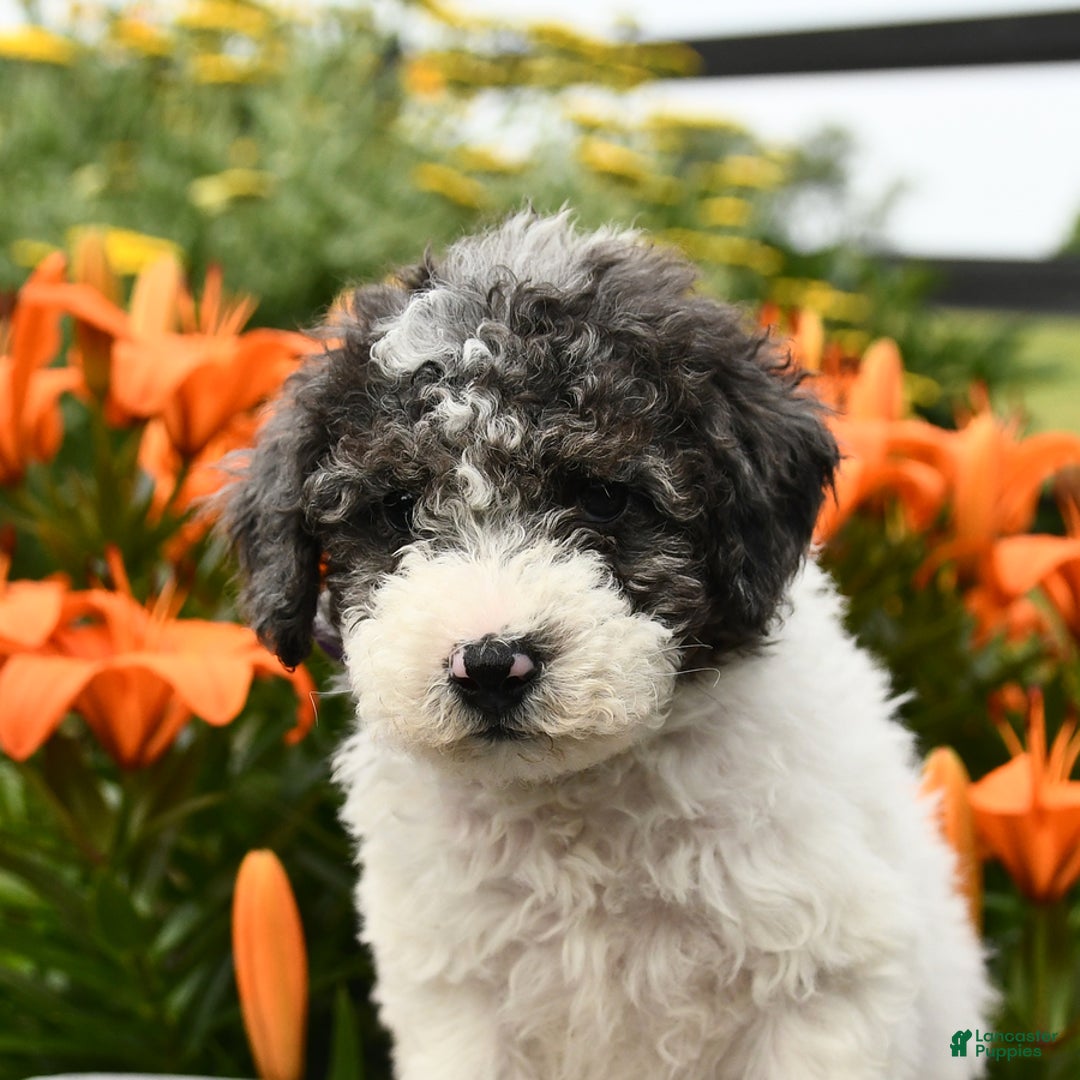 Miniature Poodle dogs for sale: Daisy - Image 6