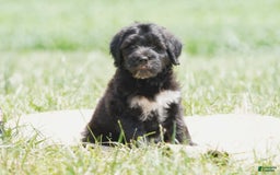 Portuguese Water Dog dogs for sale: Boots - Image 18