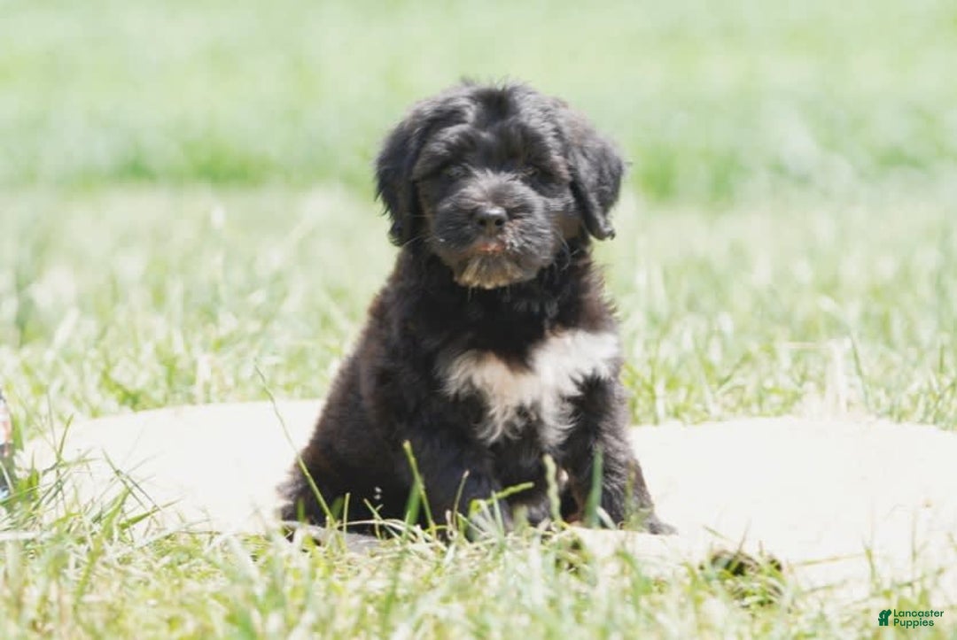 Portuguese Water Dog dogs for sale: Boots - Image 18
