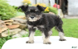 Miniature Schnauzer dogs for sale: Prairie - Image 2