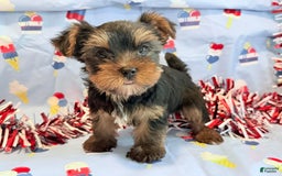 Yorkshire Terrier dogs for sale: Guppy - Image 1
