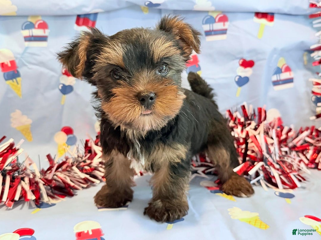 Yorkshire Terrier dogs for sale: Guppy - Image 1