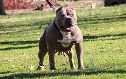 American Bully dogs for sale: Tip - Image 13