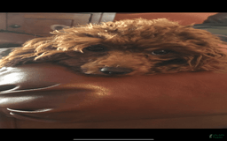 Miniature Poodle dogs for sale: Ruby Red - Image 3