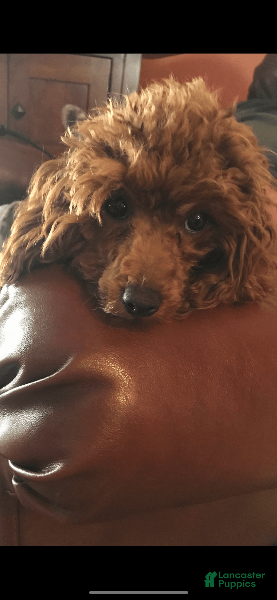 Miniature Poodle dogs for sale: Ruby Red - Image 3