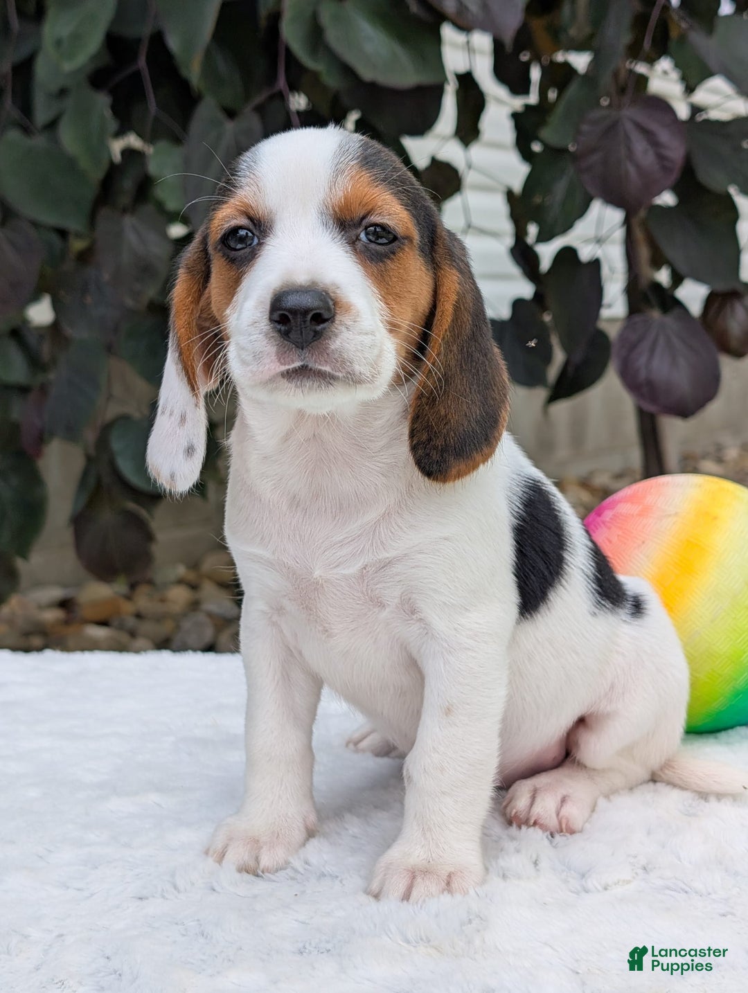 Beagle dogs for sale: Penny - Image 9