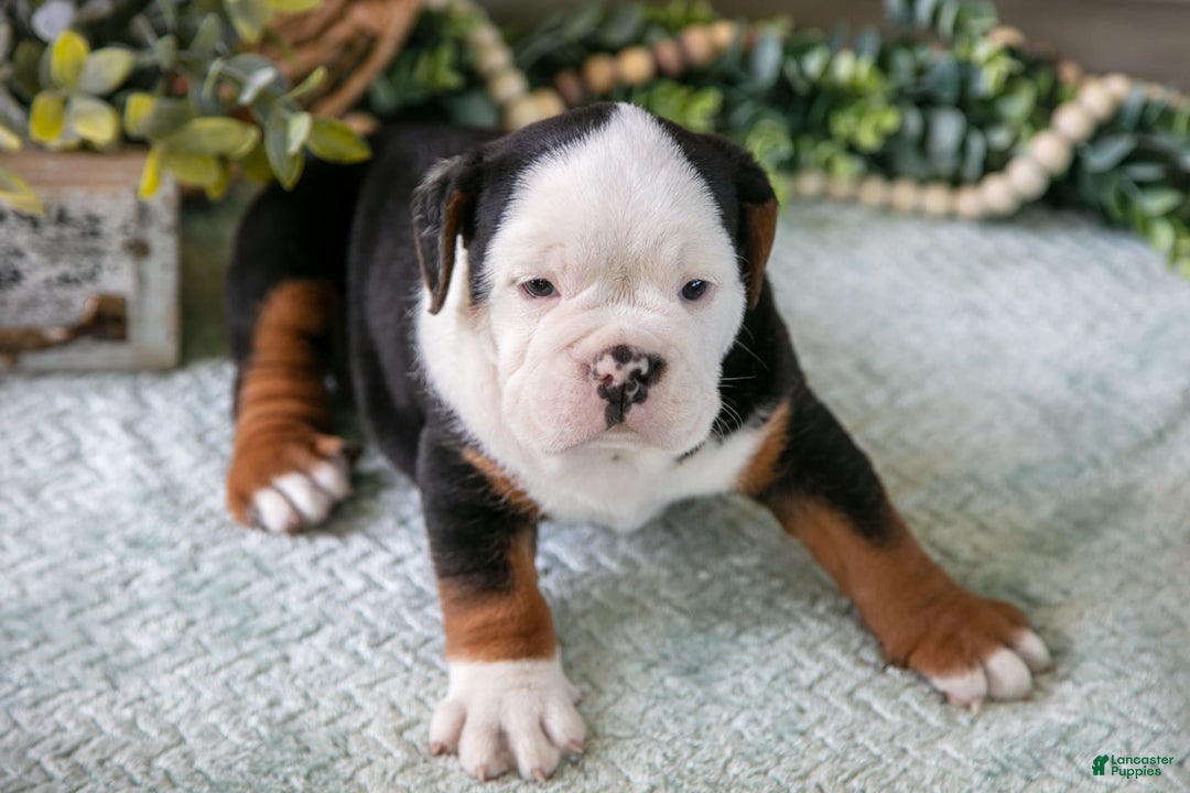 Beabull dogs for sale: Skip - Image 5