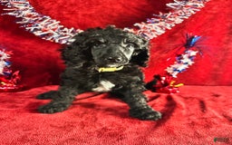 Standard Poodle dogs for sale: Fern - Image 5