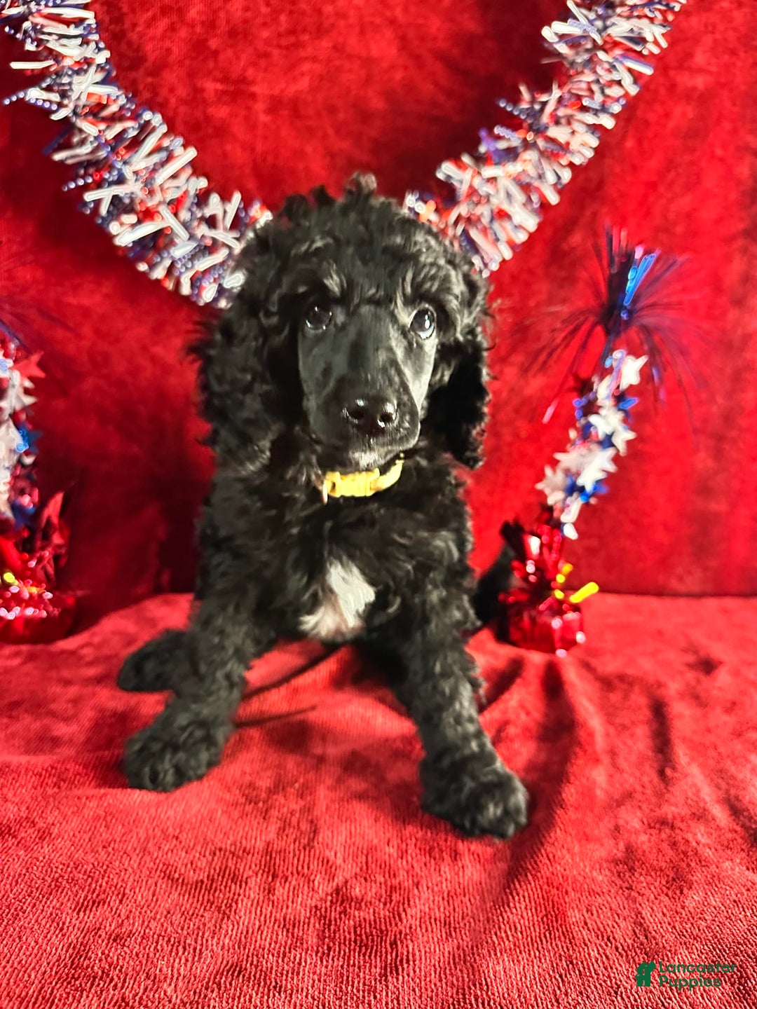 Standard Poodle dogs for sale: Fern - Image 5