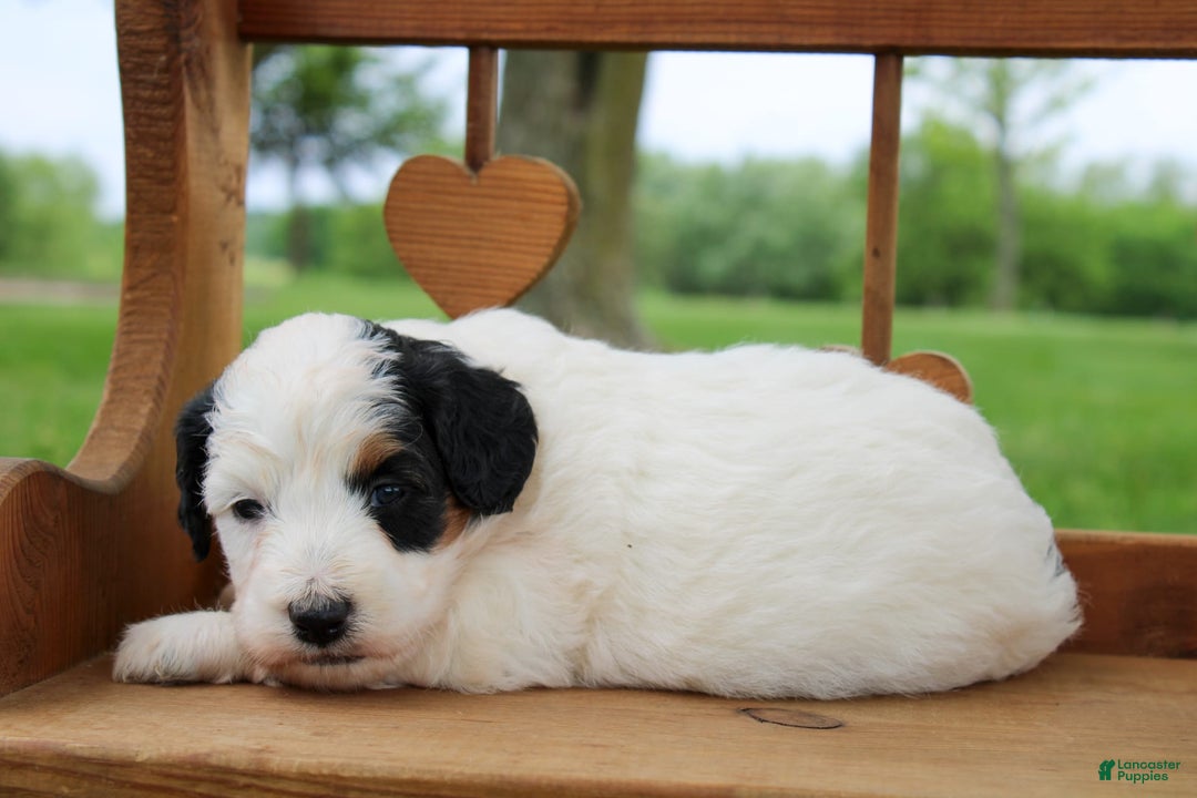 Mini Bernedoodle dogs for sale: Lennon - Image 13