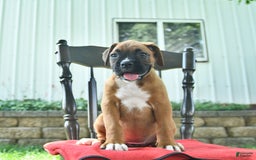 Boxer dogs for sale: Felicity - Image 5