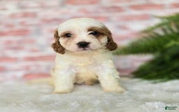Cavapoo dogs for sale: Bruce - Image 14