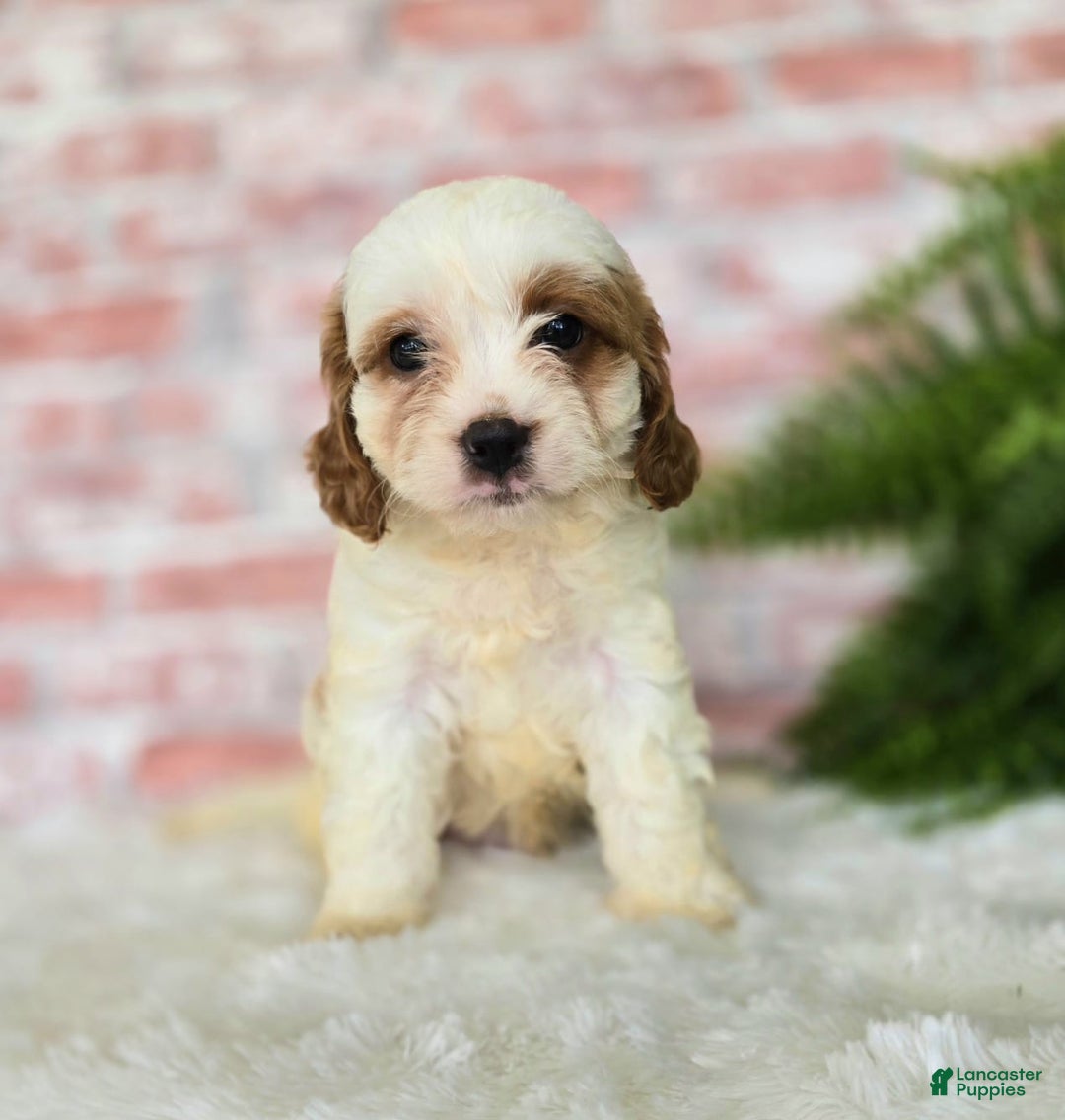 Cavapoo dogs for sale: Bruce - Image 14
