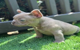 French Bulldog dogs for sale: Amaya Papaya - Image 4