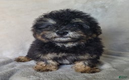 Lhasapoo dogs for sale: Mr. Bentley - Image 3