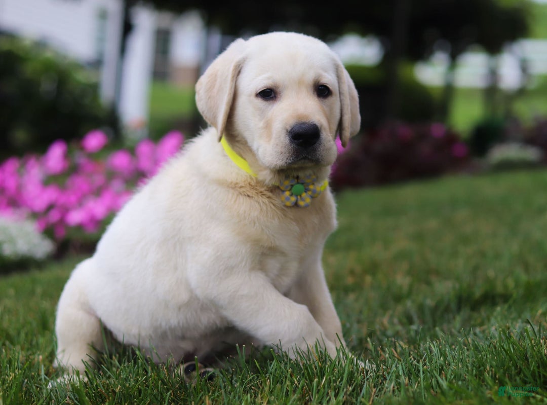 Labrador Retriever dogs for sale: Benny - Image 3