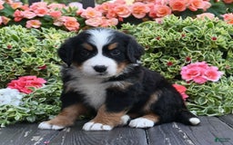 Bernese Mountain Dog dogs for sale: Indy - Image 3