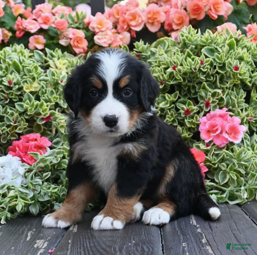Bernese Mountain Dog dogs for sale: Indy - Image 3