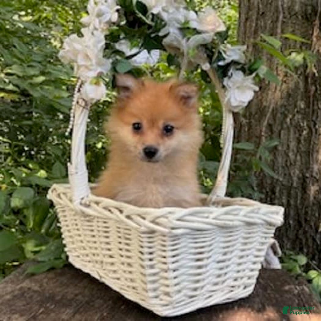 Pomeranian dogs for sale: Rusty - Image 2