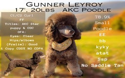 Miniature Poodle dogs for sale: Isla - Image 5