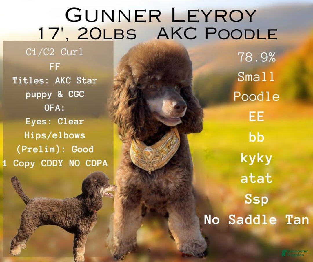 Miniature Poodle dogs for sale: Isla - Image 5