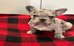 French Bulldog dogs for sale: Leo - Image 3