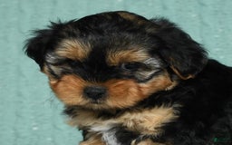 Yorkiepoo dogs for sale: Bella - Image 6