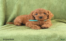 Cavapoo dogs for sale: Caramel - Image 1