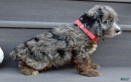 Cockapoo dogs for sale: Ollie - Image 2
