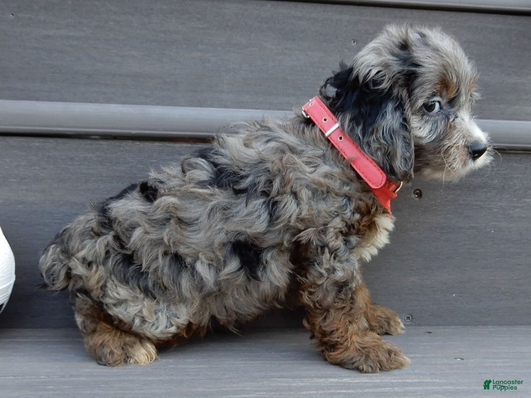Cockapoo dogs for sale: Ollie - Image 2