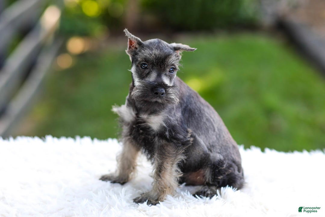 Miniature Schnauzer dogs for sale: Austin - Image 1