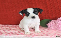 Jack Russell Terrier dogs for sale: Ruby - Image 3