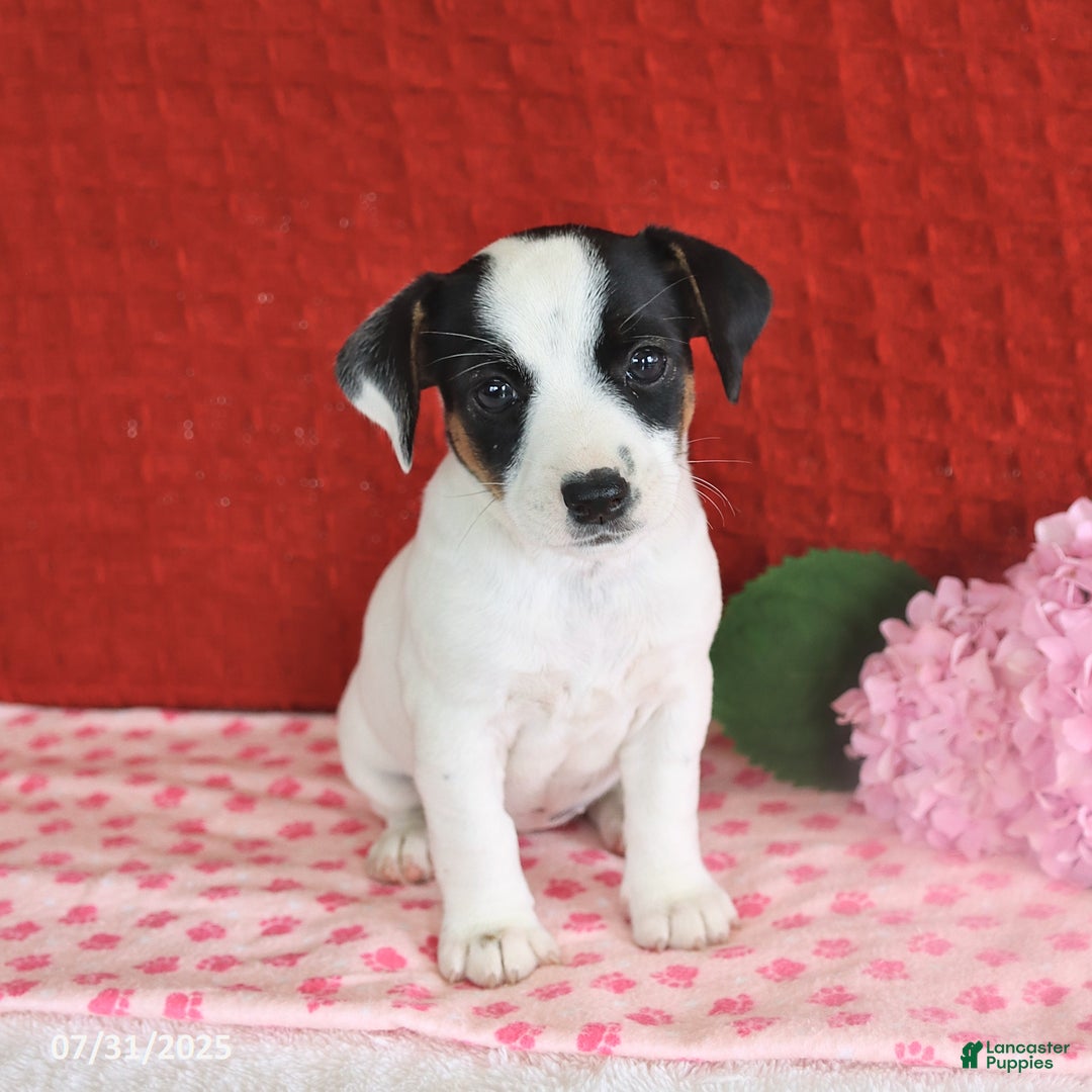 Jack Russell Terrier dogs for sale: Ruby - Image 3