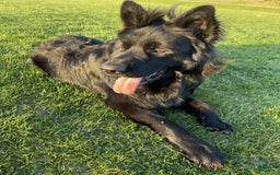 German Shepherd dogs for stud: SIMBA - Image 6