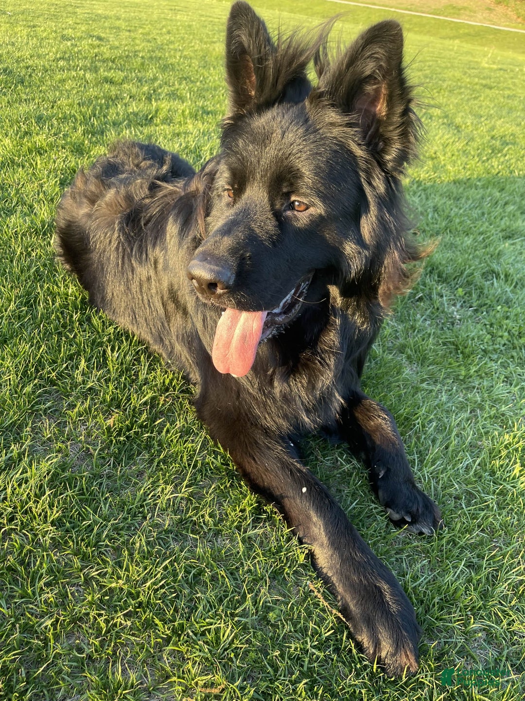 German Shepherd dogs for stud: SIMBA - Image 6