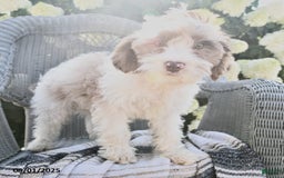 Cavapoo dogs for sale: Macho - Image 8