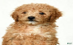 Mini Goldendoodle dogs for sale: Dolly - Image 4