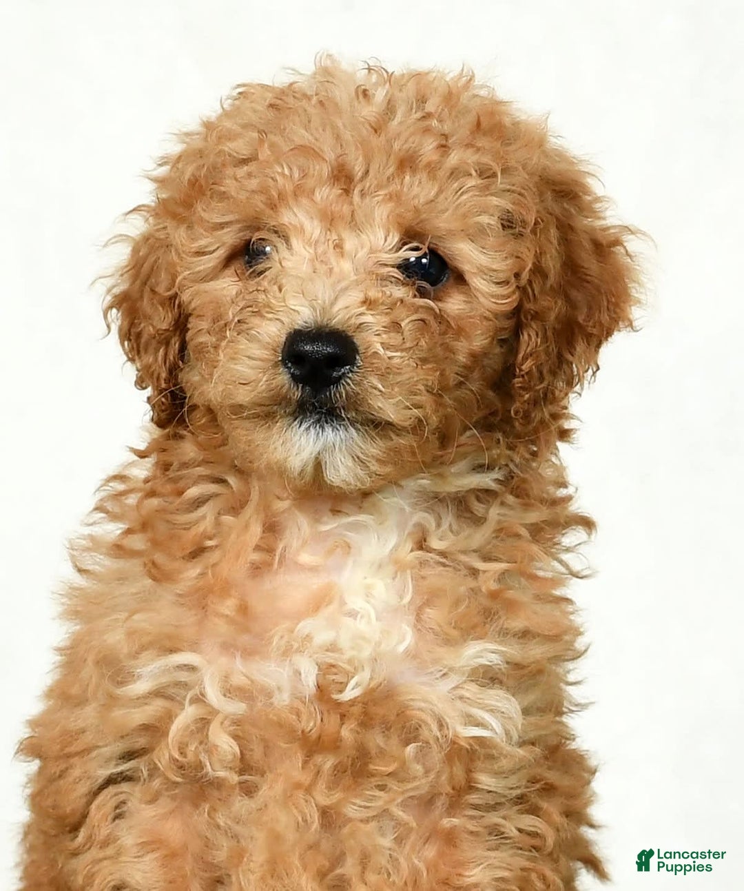 Mini Goldendoodle dogs for sale: Dolly - Image 4