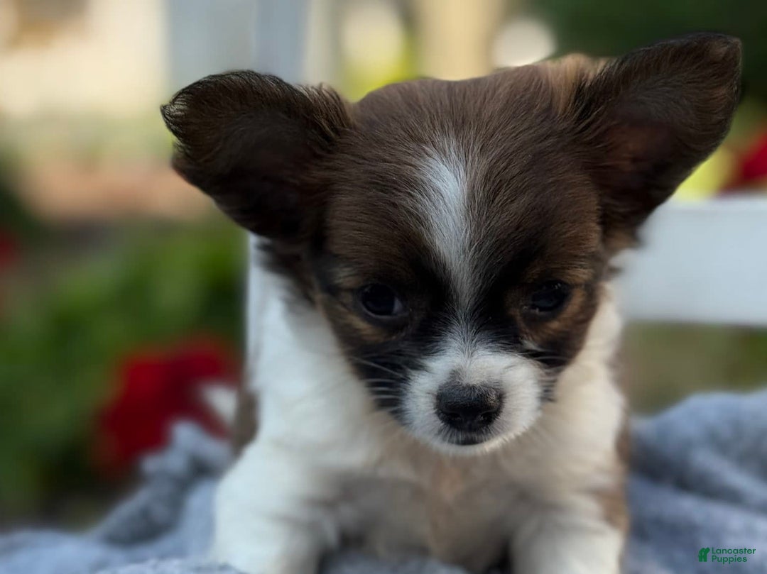 Chihuahua dogs for sale: Seraphina - Image 2
