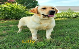 Labrador Retriever dogs for sale: Lillyanna - Image 4