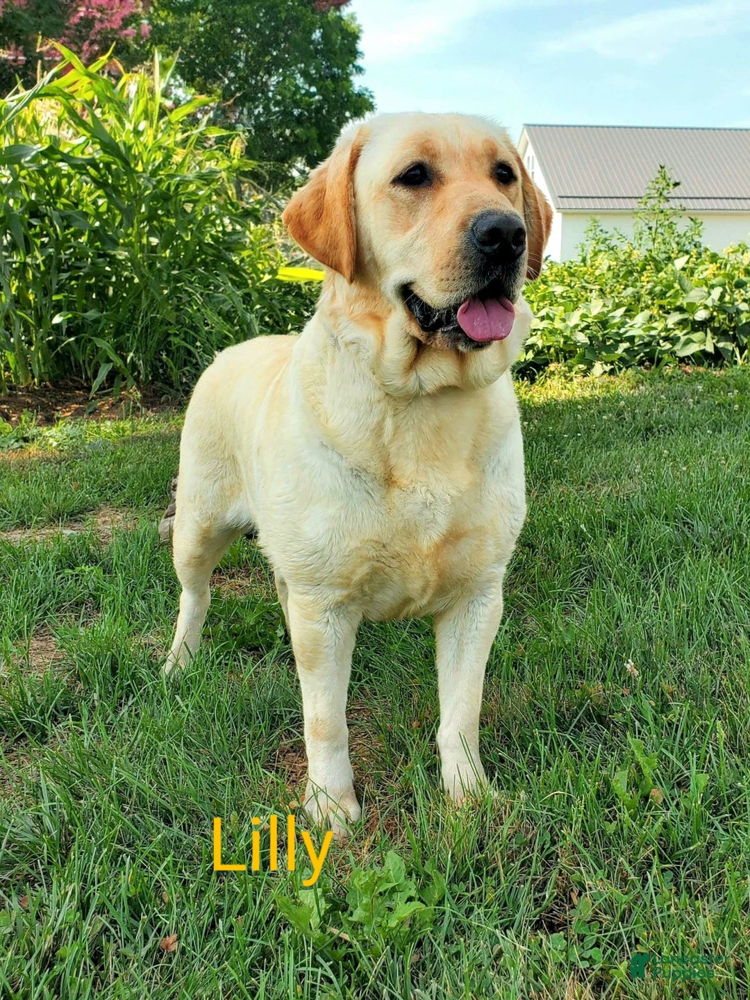 Labrador Retriever dogs for sale: Lillyanna - Image 4