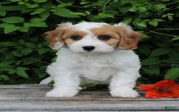 Cavapoo dogs for sale: Cavapoo 5 puppies - Image 19