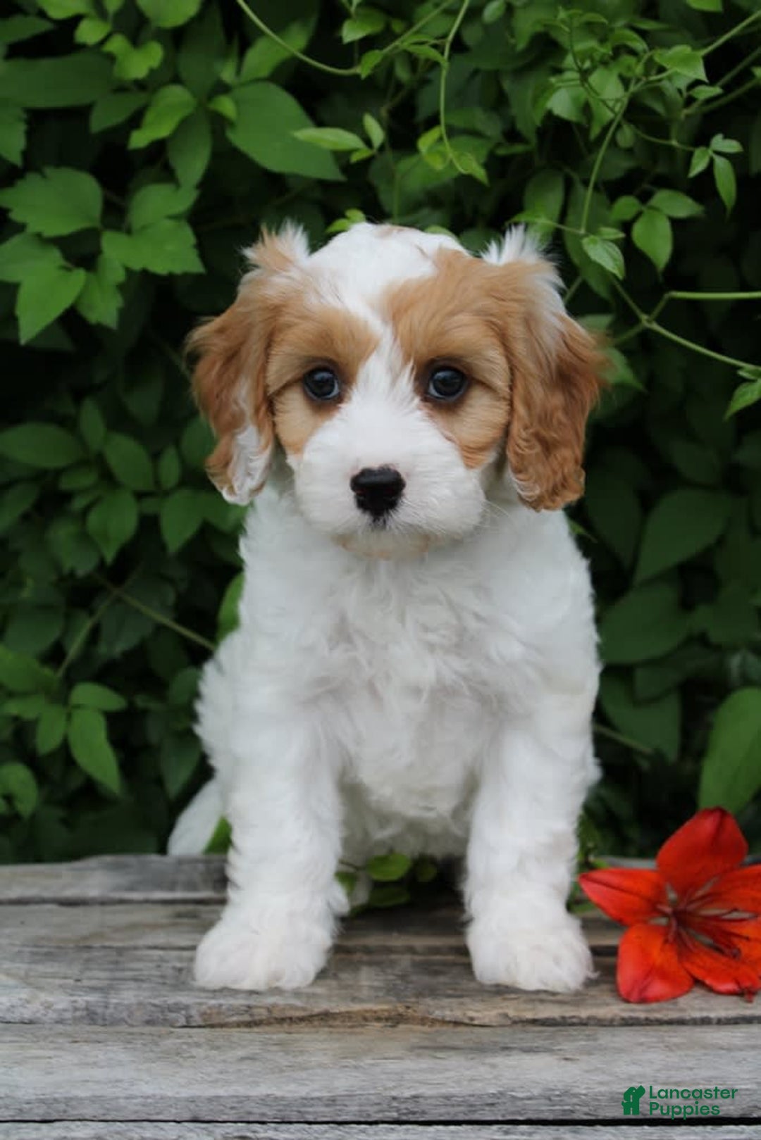 Cavapoo dogs for sale: Cavapoo 5 puppies - Image 19