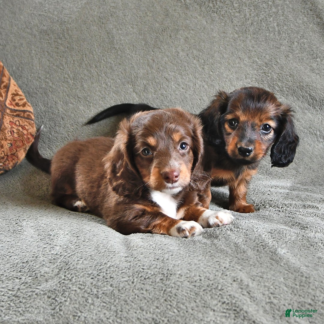 Miniature Dachshund dogs for sale: Chocolate Cream - Image 4