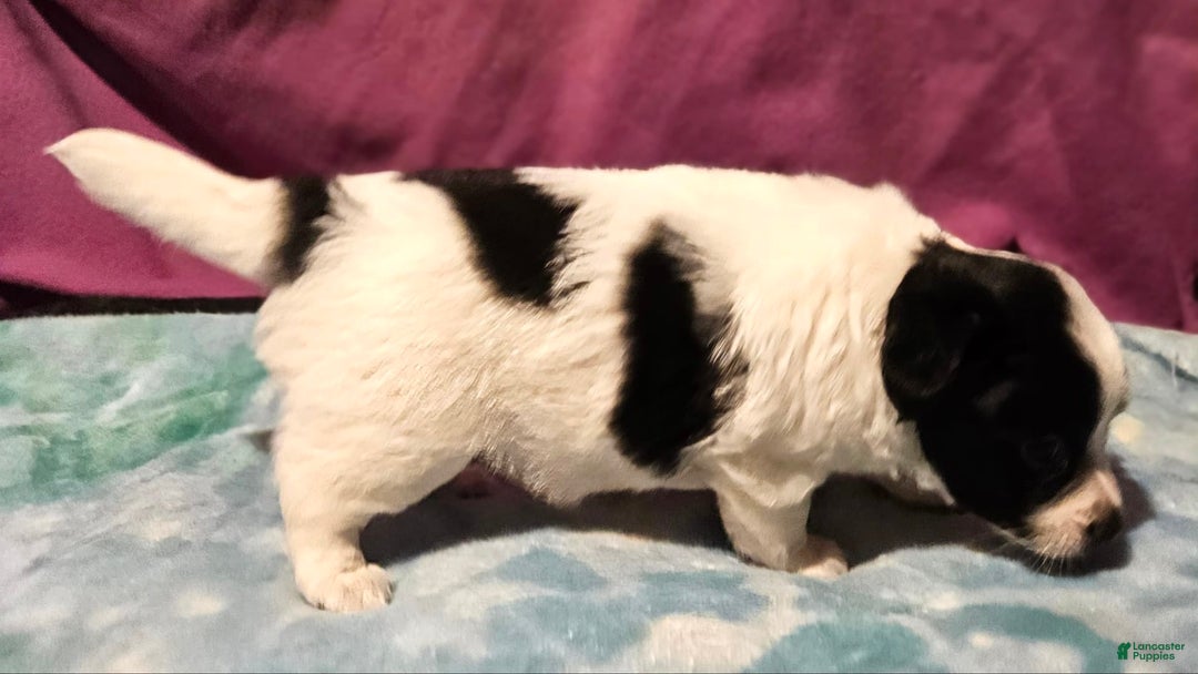 Chihuahua dogs for sale: Oscar - Image 7